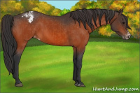 Horse Color:Bay Varnish  and Bay Frame Varnish 