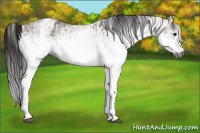 Horse Color:Gray White Spotted Black  and Gray White Spotted Classic Champagne 