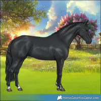 Horse Color:Black 