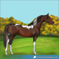 Horse Color:Liver Chestnut Tobiano 