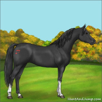 Horse Color:Black Tobiano 