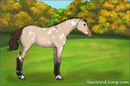Horse Color:White Spotted Bay Dun Appaloosa 