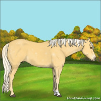 Horse Color:Palomino