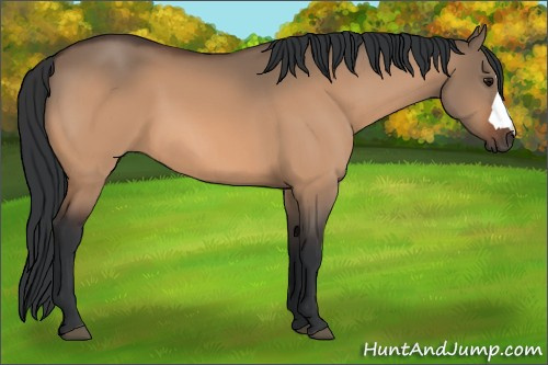 Horse Color:Bay Dun 