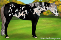 Horse Color:Bay Dun Splash Tobiano Appaloosa 