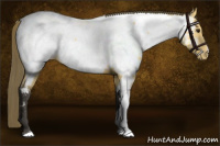 Horse Color:Buckskin Appaloosa