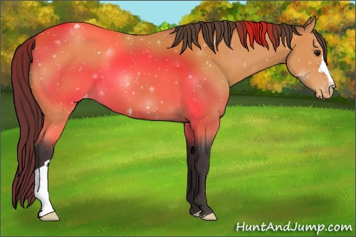 Horse Color:Buckskin Appaloosa 
