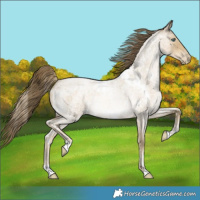 Horse Color:White Spotted Buckskin Roan Pearl Rabicano 