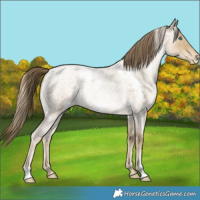 Horse Color:White Spotted Buckskin Roan Pearl Rabicano 