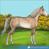 Horse Color:Chocolate Palomino Dun Rabicano 