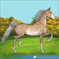 Horse Color:Chocolate Palomino Dun Rabicano 