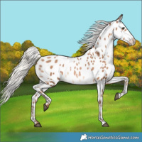 Horse Color:Silver Brown Pearl Appaloosa Rabicano 
