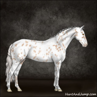 Horse Color:White Spotted Silver Classic Champagne Near Leopard Rabicano 