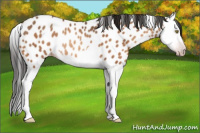 Horse Color:Gray Sable Champagne Splash Appaloosa Rabicano 