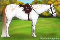 Horse Color:Sable Cream Champagne Splash Appaloosa Rabicano