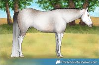 Horse Color:Gray Sable Champagne Splash