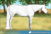 Horse Color:Gray Sable Champagne Splash 