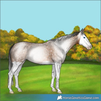 Horse Color:Gray Amber Champagne Splash