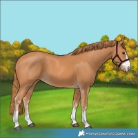 Horse Color:Chestnut 