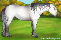 Horse Color:Gray Bay