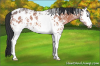 Horse Color:White Spotted Brown Ice Appaloosa 