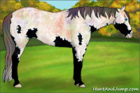 Horse Color:Nacre Bay Ice Dun Splash