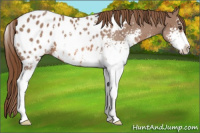 Horse Color:Chestnut Sabino Appaloosa 