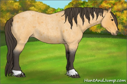 Horse Color:Buckskin Roan 