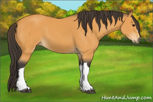 Horse Color:Buckskin 