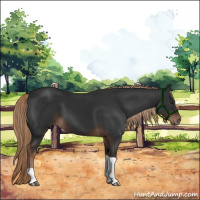 Horse Color:Liver Chestnut Tobiano