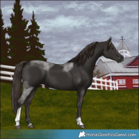 Horse Color:Liver Chestnut Tobiano 