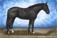 Horse Color:Smoky Black  and Smoky Black 