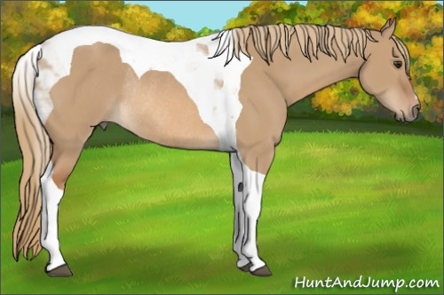 Horse Color:Red Dun Tobiano Rabicano 