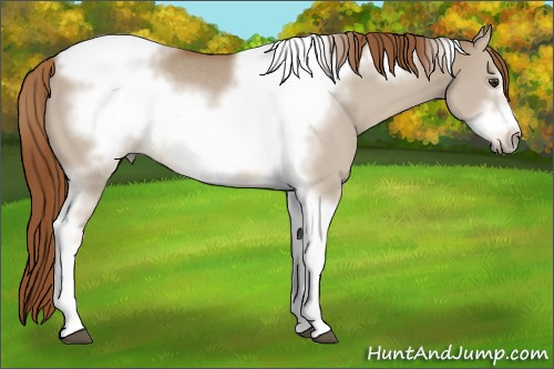 Horse Color:Red Dun Tobiano Frame Rabicano 