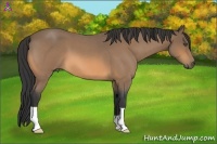 Horse Color:Buckskin Roan 