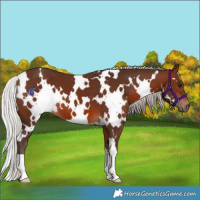 Horse Color:White Spotted Silver Brown 