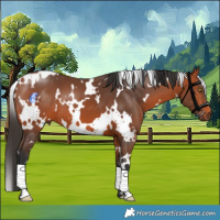 Horse Color:White Spotted Bay 