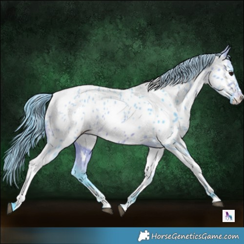 Horse Color:Watercolor Bay Ice Tobiano Appaloosa 