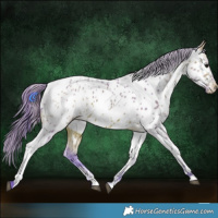 Horse Color:Watercolor Bay Ice Tobiano Appaloosa 