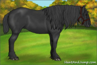 Horse Color:Black 