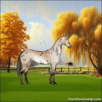 Horse Color:Gray Void White Spotted Bay Dun Snowflake Varnish 
