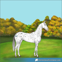 Horse Color:Brown Near Leopard Rabicano 