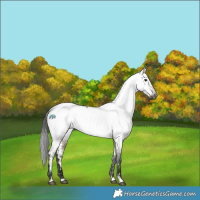 Horse Color:Gray White Spotted Brown Dun Appaloosa 