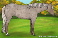 Horse Color:Silver Blue Roan Sabino 
