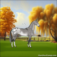 Horse Color:Gray Platinum Brown Dun Sabino Appaloosa