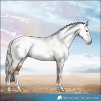 Horse Color:Gray White Spotted Liver Red Dun Appaloosa 