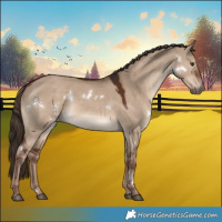 Horse Color:White Spotted Liver Red Dun 