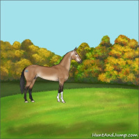 Horse Color:Gray Brown Dun 