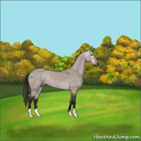 Horse Color:Gray Platinum Bay Dun Rabicano 