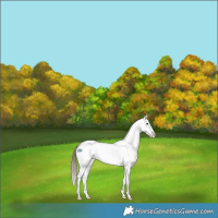Horse Color:Brown Dun Tobiano Appaloosa Rabicano 